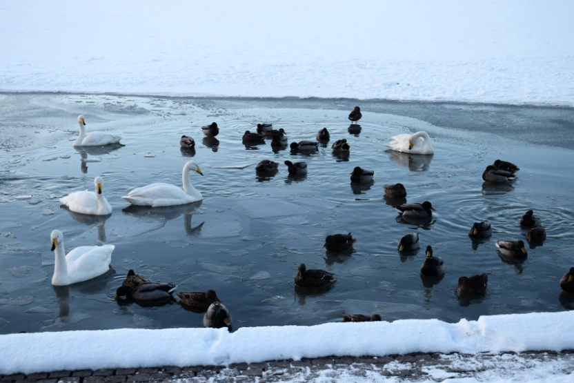 The birds at Tjornin Pond
