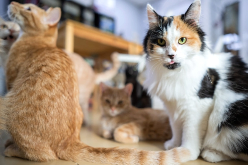 Cats at a cat café