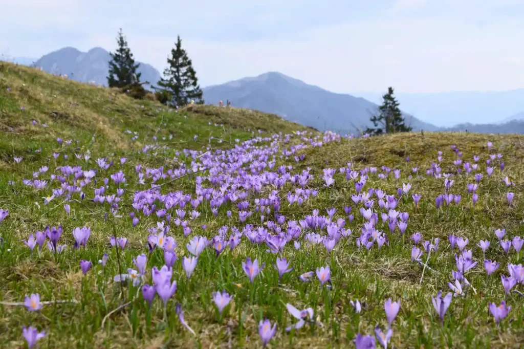 Purple wildflowers in Slovenia Purple wildflowers in Slovenia