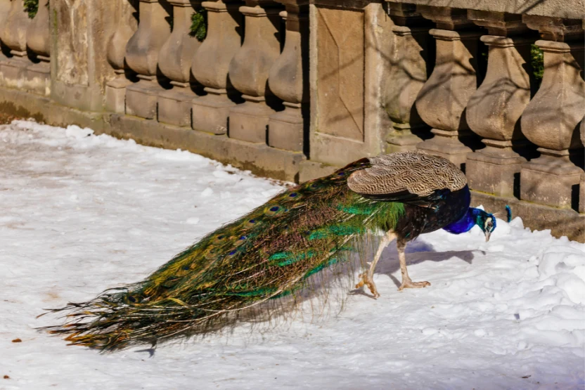 Peacock in Vojanovy Sady on a snowy day in Prague