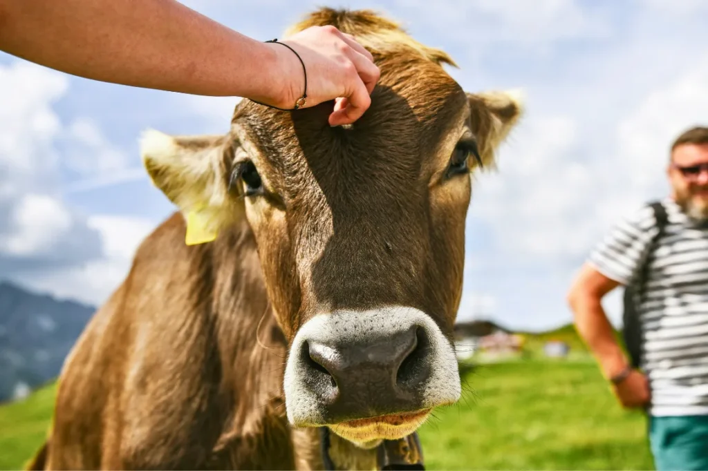 Petting a cow in Austria Petting a cow in Austria