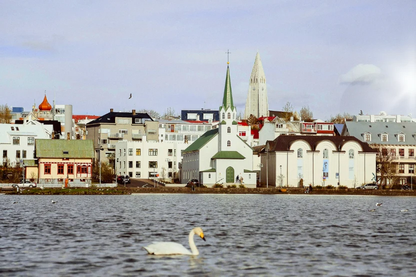 Reykjavik waterscape with a swan