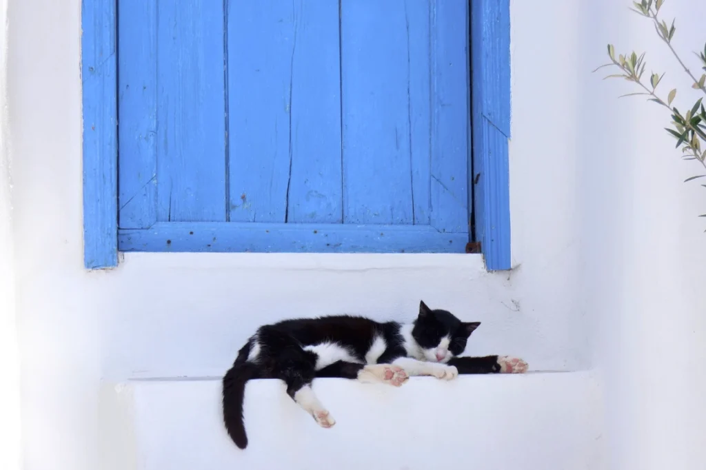 Cat sleeping on a stair-step in Greece