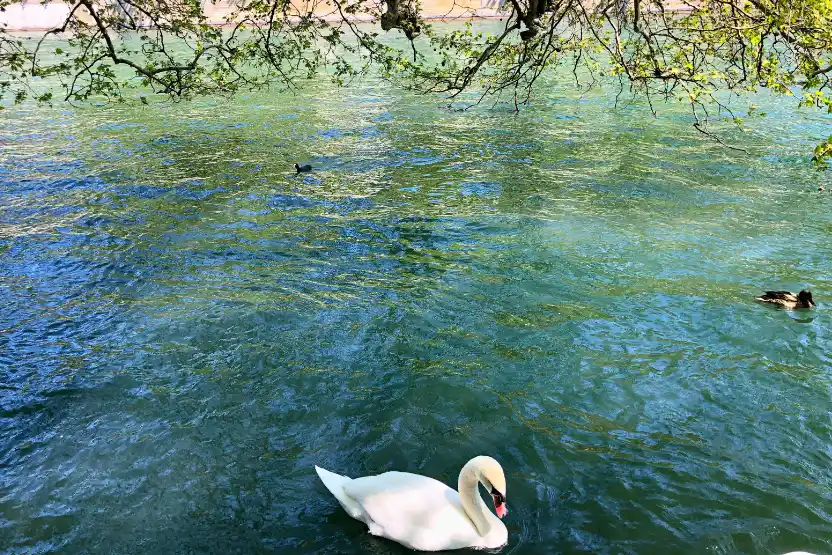 Swan in Platzspitz, Zurich