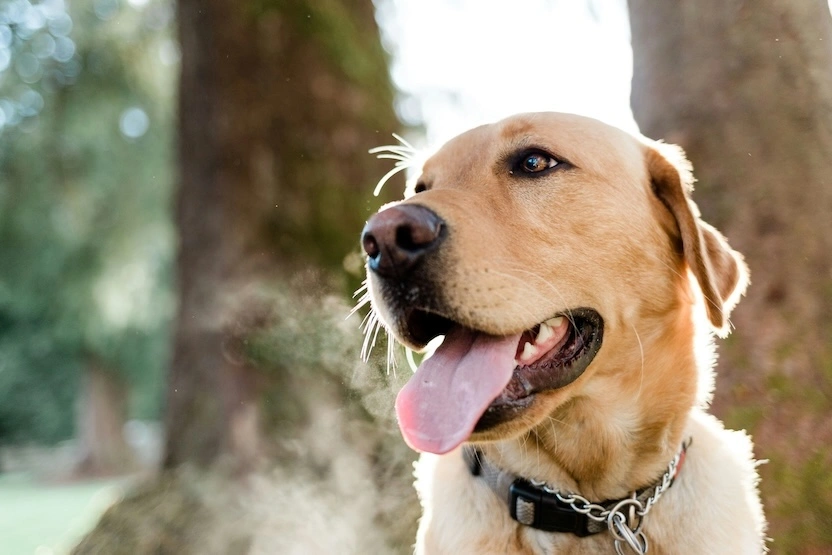 A yellow lab outside.
