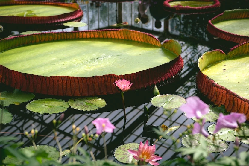 Giant lily pads in a greenhouse. 