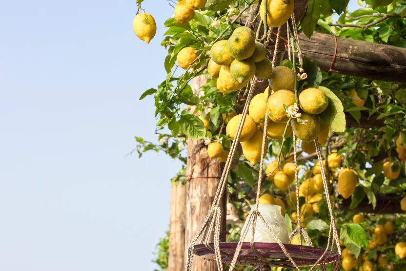 Lemon farm