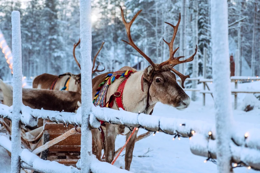 Reindeer at Santa Claus Village