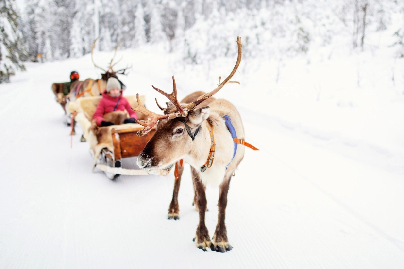 Reindeer ride in Finnish Lapland