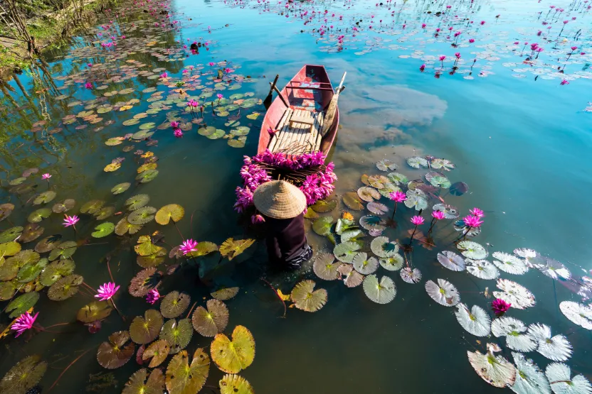 Worker harvesting waterlilies on the Yen River in Vietnam