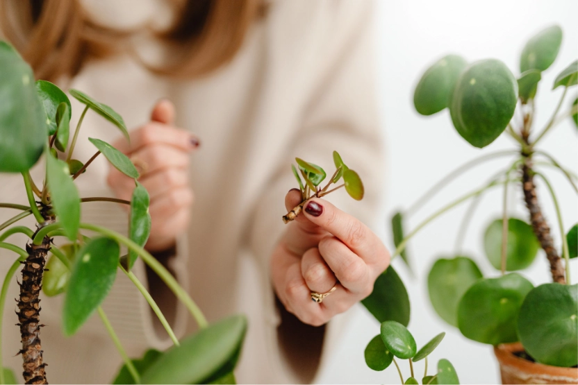 A woman holding part of a plant to propagate.
