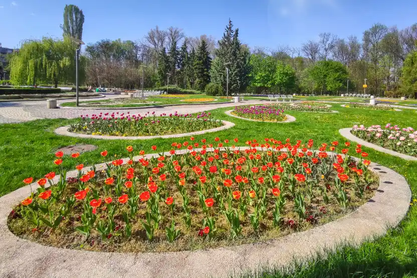 Red tulips in South Park, Sofia, Bulgaria