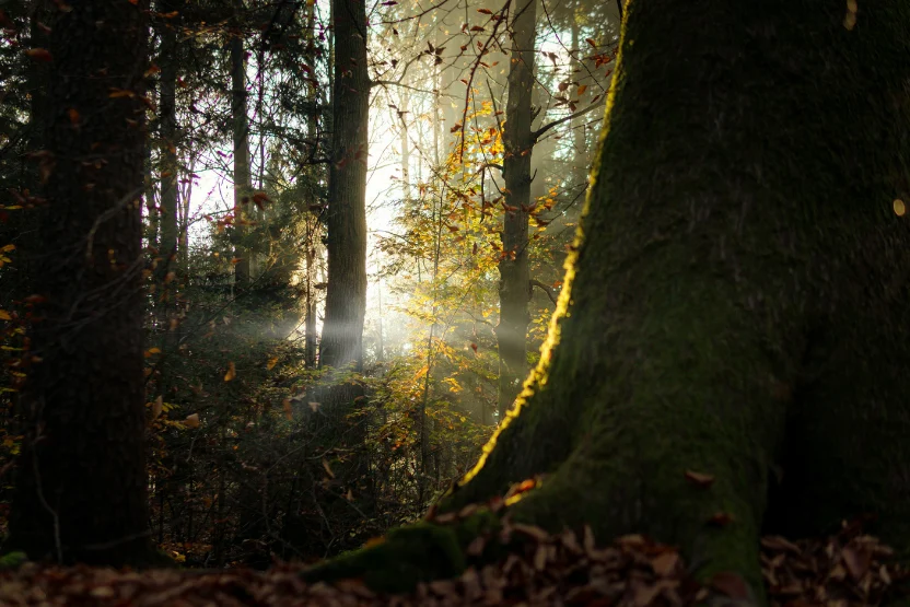 Tivoli City Park at sunrise