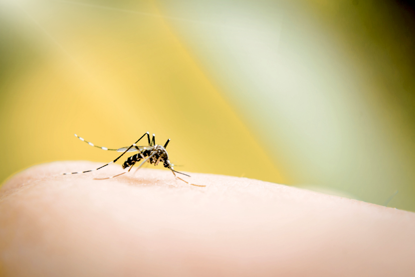 Close up of a mosquito on someone's skin
